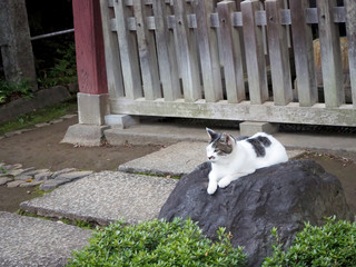 岩の上でくつろぐ野良猫