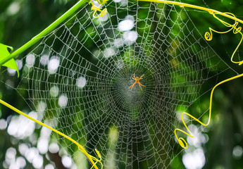 Spider sitting on web with green background. Dew drops on spider web (cobweb) closeup with green background for wallpaper. Chandpur, Bangladesh / 2020.