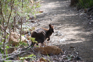 tasmania wallaby