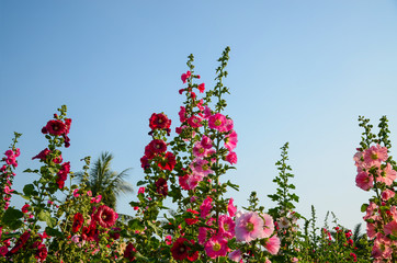 Alcea rosea or Hollyhock 