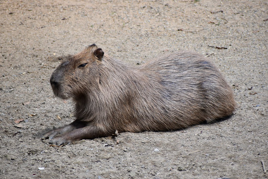 カピバラ属 の画像 257 件の Stock 写真 ベクターおよびビデオ Adobe Stock