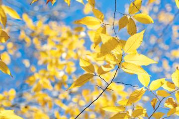 yellow autumn leaves