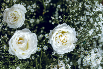 bouquet of white roses in the garden