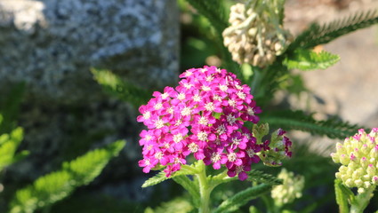 purple lilac flowers