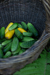 Fresh green cucumbers in dark basket