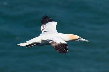 Fototapeta na wymiar Flying gannet over the sea