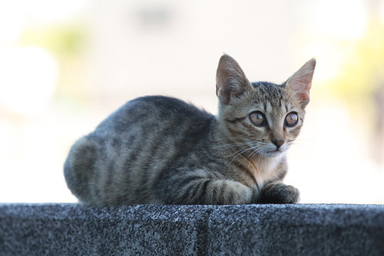 キジ猫 のストック写真 ロイヤリティフリーの画像 ベクター イラスト Adobe Stock キジ猫 のストック写真 ロイヤリティフリーの画像 ベクター イラスト Adobe Stock