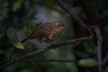 Fototapeta premium Oiseau des bois