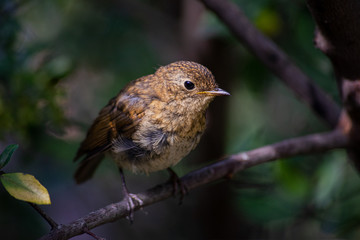 Fototapeta premium Oiseau des bois