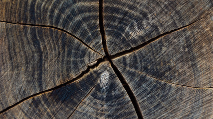 Fototapeta premium wood tree rings age