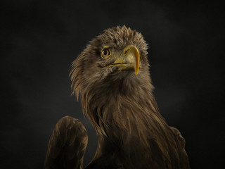 Close-up of the muzzle of a white tailed eagle