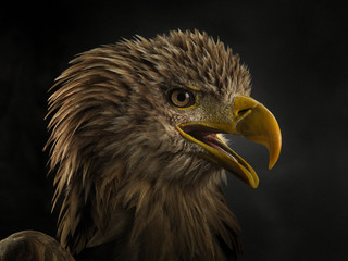 Close-up of the muzzle of a white tailed eagle