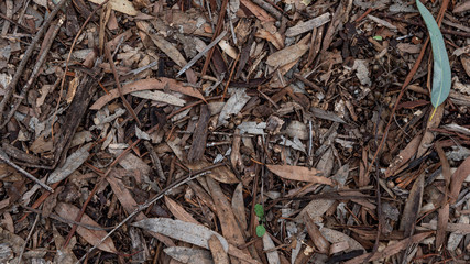 Sticks, bark texture mulch