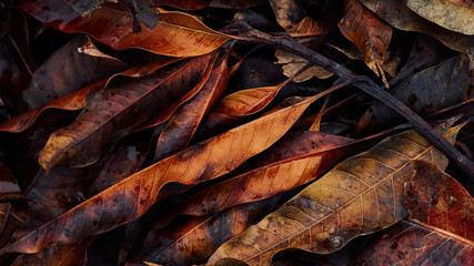 Vivid colorful of fallen leaves after the rain