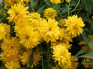 (Rudbeckia laciniata 'Goldball') Plate-bande couvert de rudbéckies laciniées 'Goldball' aux fleurs double jaune lumineux sur tiges retombantes