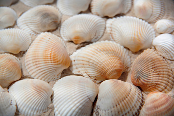 light seashells on the sand.