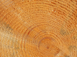 Wooden cut texture 