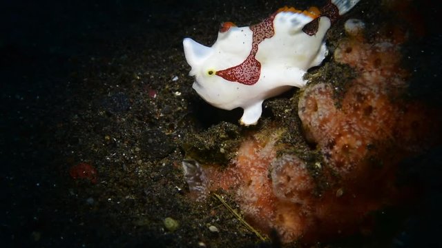 Warty frogfish (Clown frogfish) - Antennarius maculatus hunting. Macro underwater video. Diving in Tulamben, Bali, Indonesia.