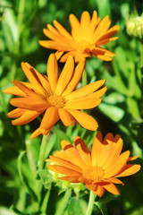 Growing flowers calendula, marigold with leaves with sunny day. Beautiful floral summer background.