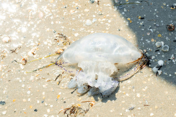 jellyfish on the shore