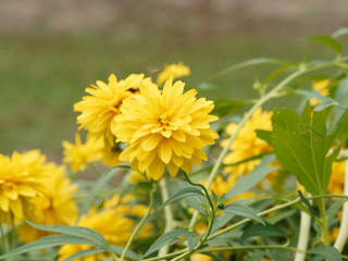 Rudbéckies laciniées 'Goldball' (Rudbeckia laciniata) aux fleurs doubles jaune lumineux aux ligules retombantes dans un feuillage vert glabre découpé et denté 