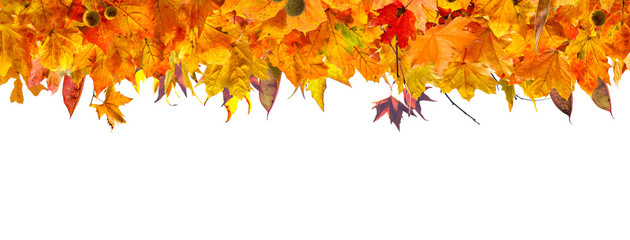 autumn leaves frame and branches isolated on white background