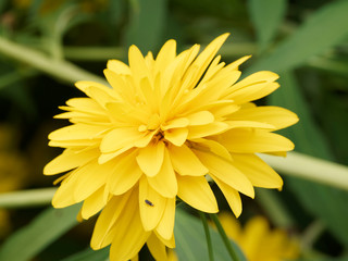 Rudbeckia laciniata 'Goldball' | Rudbéckies laciniées à fleurs doubles ou pompons jaune profond 