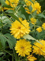 Rudbéckies laciniées 'Goldball' (Rudbeckia laciniata) aux fleurs doubles jaune lumineux aux ligules retombantes dans un feuillage vert glabre découpé et denté 