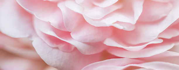 Soft focus, abstract floral background, pale pink rose petals. Macro flower backdrop for holiday brand design