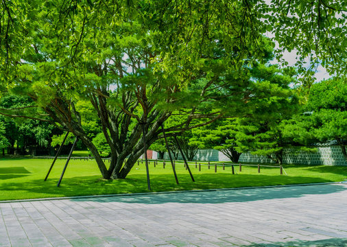 Large beautiful tree with metal support poles.