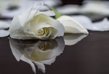 White rose and petals on the water. Aromatherapy and spa concept