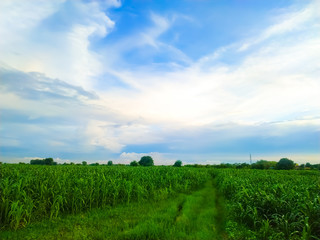 green field and blue sky