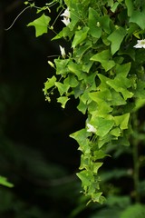 green leaves in the forest