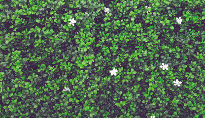 green leaves wall background Texture