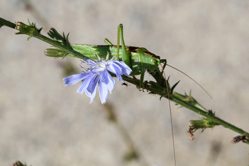 Green Locust perched on a flower stalk