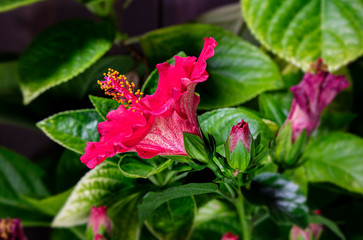 Close up to a hibiscus flower. A red hibiscus flower, during opening the blossom.  Detailed macro photography during the hibiscus flower blooms, with the green leaves. The Malaysian national Flower