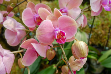 Naklejka na ściany i meble Portrait pink blooming orchid flowers in garden