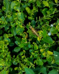 frog on the leaf