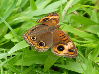 butterfly on leaf