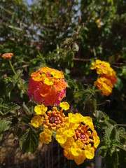 Orange/gelbe Blumen