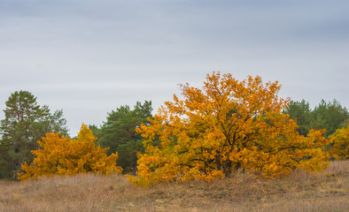Fototapeta premium autumn oak forest under a densce cloudy sky