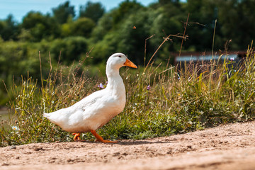 Young geese walking along the road along the field