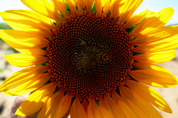 girasol