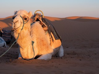 Camel in Ksar Ghilane