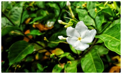 white flowers in garden