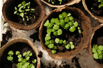 Growing basil at home. Microgreens. Healthy eating. High quality photo