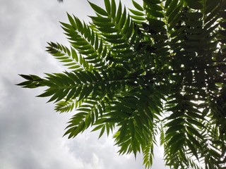 branches of fir tree, leaf, sky