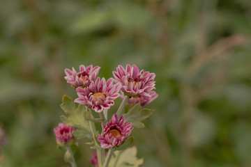 pink chrysanthemum bloom in spring season on blur background garden
