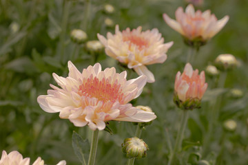 pink chrysanthemum bloom in garden spring blossom mum