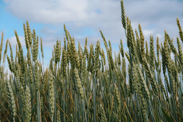 A field of ears of wheat and rye on a background of blue sky. Beautiful landscape